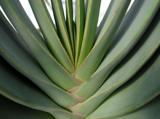 Aloe Plicatilis