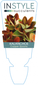Kalanchoe Copper Spoons