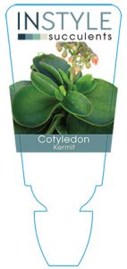 succulent-instyleCotyledon-Kermit