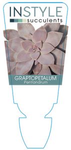 succulent-instyleGraptopetalum-Pentandrum