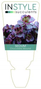 Sedum Chocolate Mound