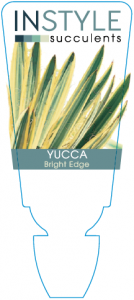 Yucca Bright Edge