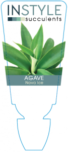 Agave Nova Ice