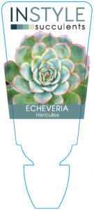 Echeveria Hercules