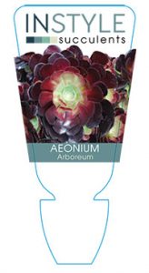 Aeonium-arboreum-instyle-succulents