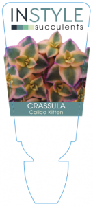 Crassula Calico Kitten