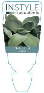 Crassula-dubia-instyle-succulents