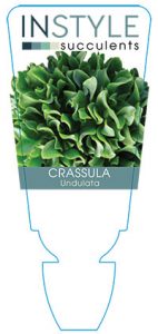 Crassula-undulata-instyle-succulents