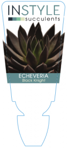 Echeveria Black Knight