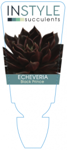Echeveria Black Prince