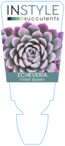 Echeveria Violet Queen