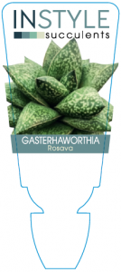 Gasterhaworthia Rosava