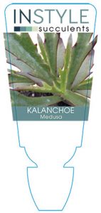 Kalanchoe-medusa-instyle-succulents