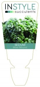 Sedum Silver Mound