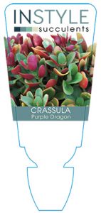succulent-instyleCrassula-Purple-Dragon