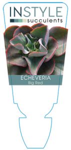 succulent-instyleEcheveria-Big-Red