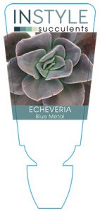 succulent-instyleEcheveria-Blue-Metal