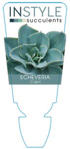 succulent-instyleEcheveria-Capri