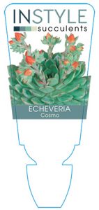 succulent-instyleEcheveria-Cosmo