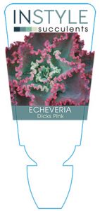 succulent-instyleEcheveria-Dicks-Pink