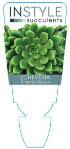 succulent-instyleEcheveria-Emerald-Ripple