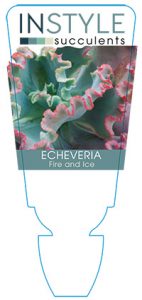 succulent-instyleEcheveria-Fire-Ice
