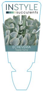 succulent-instyleEcheveria-Topsy-Turvy