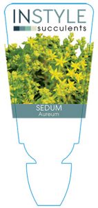 succulent-instyleSedum-aureum