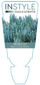 succulent-instyleSenecio-Blue-Chalk-Sticks