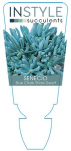 succulent-instyleSenecio-Blue-Chalk-Sticks-Dwarf