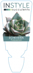 Echeveria Purpusorum
