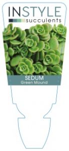 Sedum-Green-Mound