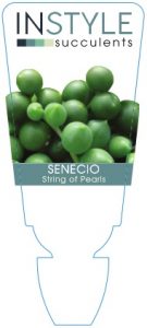Senecio-Pearls
