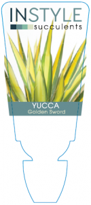 Yucca Golden Sword