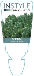 sedum-blue-feather