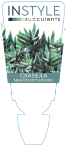 Crassula Mesembryanthemoides