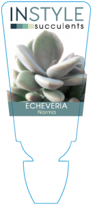 Echeveria Norma