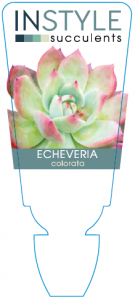 Echeveria Colorata