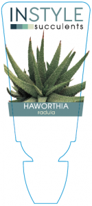 Haworthia Radula