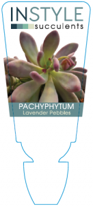 Pach Lavender Pebbles
