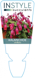 Kalanchoe Uniflora